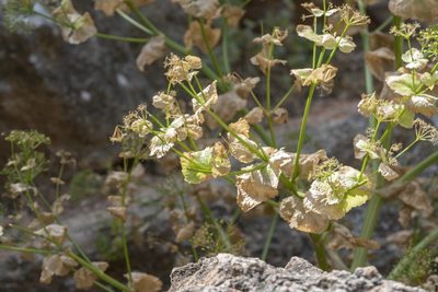 Smyrnium creticum, photographed by Eleftherios Katsillis