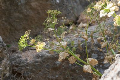 Smyrnium creticum, photographed by Eleftherios Katsillis