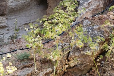Smyrnium creticum, photographed by Eleftherios Katsillis