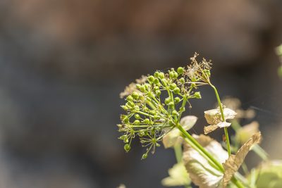 Smyrnium creticum, photographed by Eleftherios Katsillis