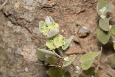 Pseudodictamnus acetabulosus, photographed by Eleftherios Katsillis