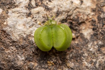 Smyrnium creticum, photographed by Eleftherios Katsillis