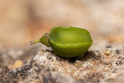Smyrnium creticum, photographed by Eleftherios Katsillis