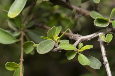 Rhamnus pichleri, photographed by Eleftherios Katsillis