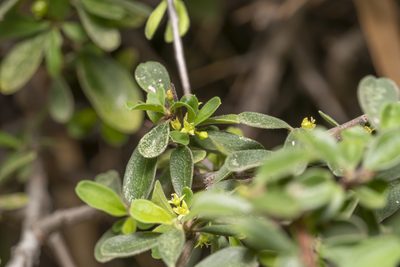 Rhamnus pichleri, photographed by Eleftherios Katsillis