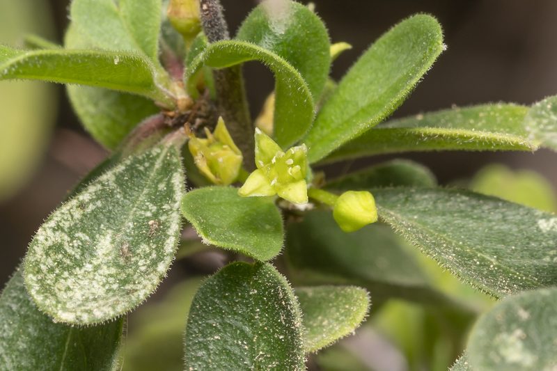 Rhamnus pichleri, photographed by Eleftherios Katsillis