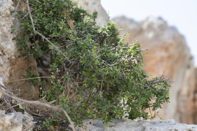 Rhamnus pichleri, photographed by Eleftherios Katsillis