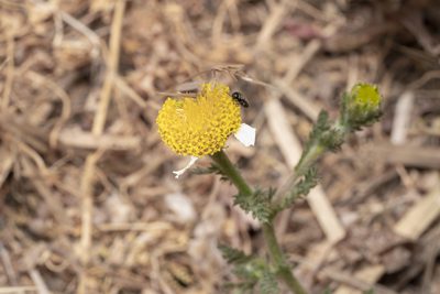 Anacyclus clavatus, photographed by Eleftherios Katsillis