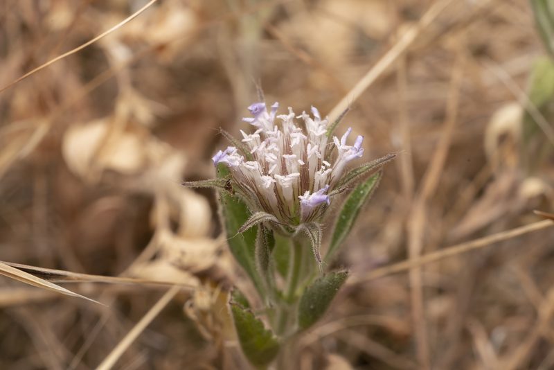 Pterocephalus plumosus, photographed by Eleftherios Katsillis