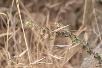 Andrachne telephioides, photographed by Eleftherios Katsillis