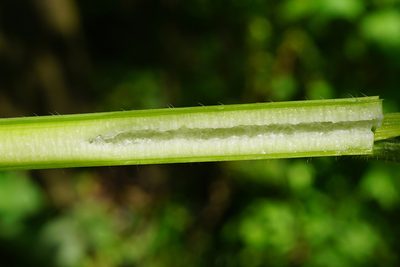 Sisymbrium strictissimum, photographed by Patrick Hacker