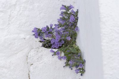 Campanula hagielia, photographed by Eleftherios Katsillis
