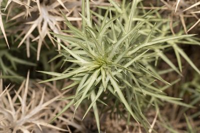 Eryngium glomeratum, photographed by Eleftherios Katsillis
