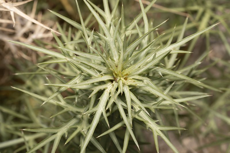 Eryngium glomeratum, photographed by Eleftherios Katsillis