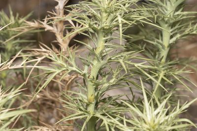 Eryngium glomeratum, photographed by Eleftherios Katsillis