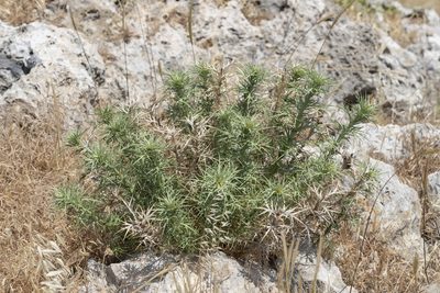 Eryngium glomeratum, photographed by Eleftherios Katsillis