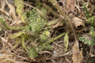 Anchusa aegyptiaca, photographed by Eleftherios Katsillis