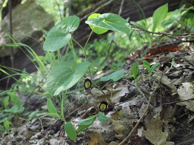 Aristolochia steupii, photographed by Юрий Данилевский (Yuriy Danilevsky)