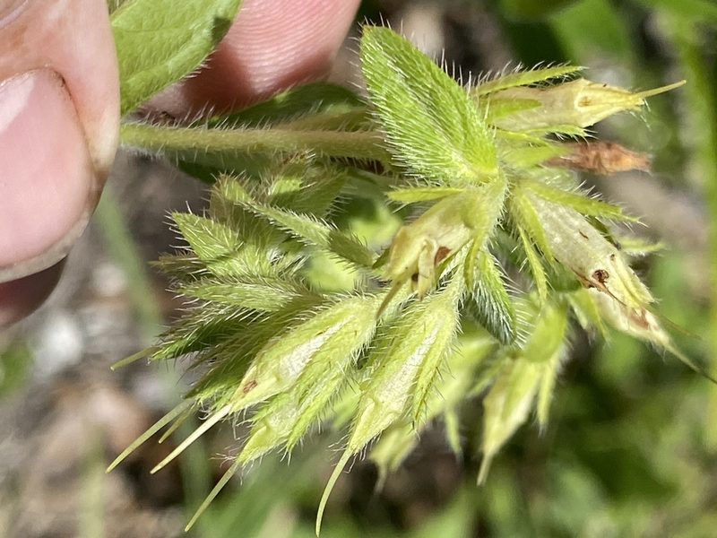 Lithospermum virginianum, photographed by Alan Weakley