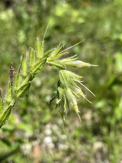 Lithospermum virginianum, photographed by Alan Weakley