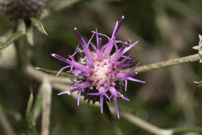 Ptilostemon chamaepeuce, photographed by Eleftherios Katsillis