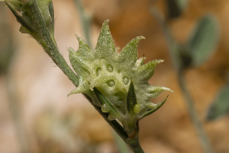 Onobrychis aequidentata, photographed by Eleftherios Katsillis