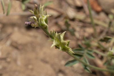 Onobrychis aequidentata, photographed by Eleftherios Katsillis