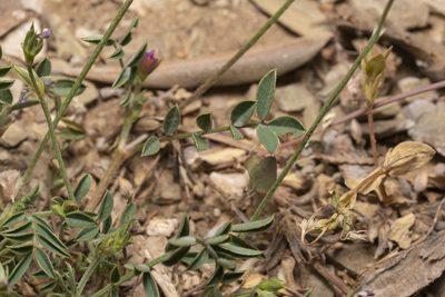Onobrychis aequidentata, photographed by Eleftherios Katsillis