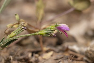 Onobrychis aequidentata, photographed by Eleftherios Katsillis