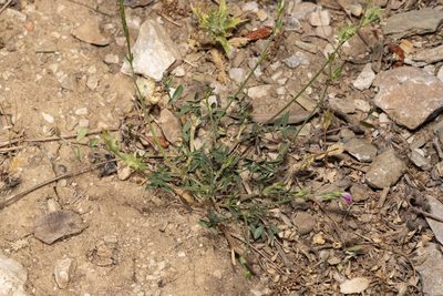 Onobrychis aequidentata, photographed by Eleftherios Katsillis