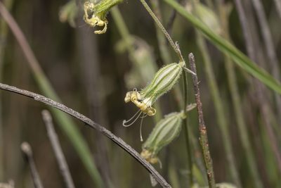 Silene dichotoma, photographed by Eleftherios Katsillis