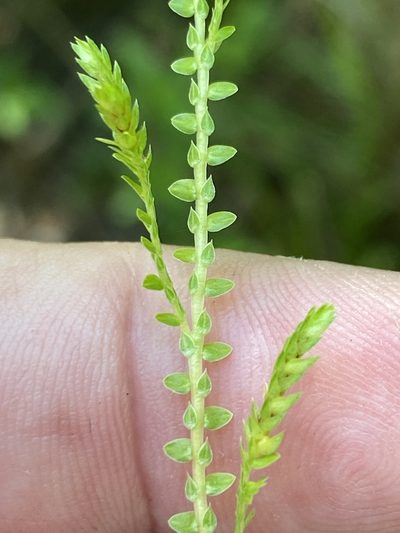 Selaginella ludoviciana, photographed by Alan Weakley