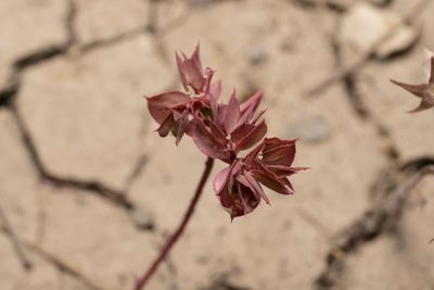 Euphorbia falcata, photographed by Eleftherios Katsillis