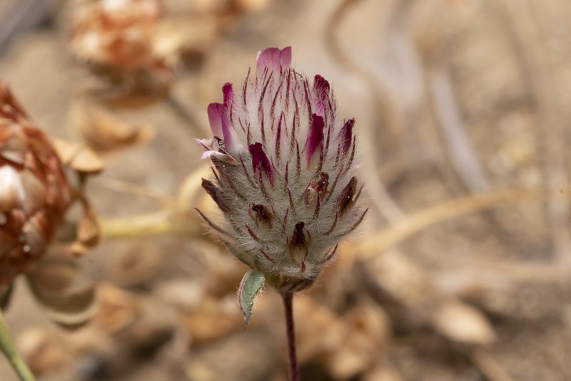 Trifolium affine, photographed by Eleftherios Katsillis