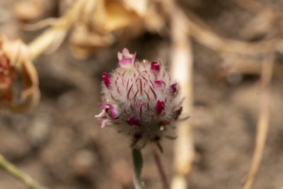 Trifolium affine, photographed by Eleftherios Katsillis