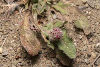 Trifolium affine, photographed by Eleftherios Katsillis