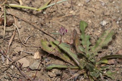 Trifolium affine, photographed by Eleftherios Katsillis