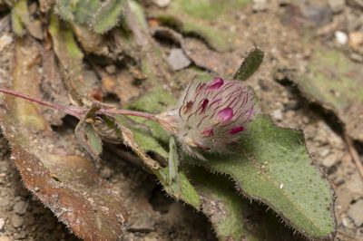 Trifolium affine, photographed by Eleftherios Katsillis