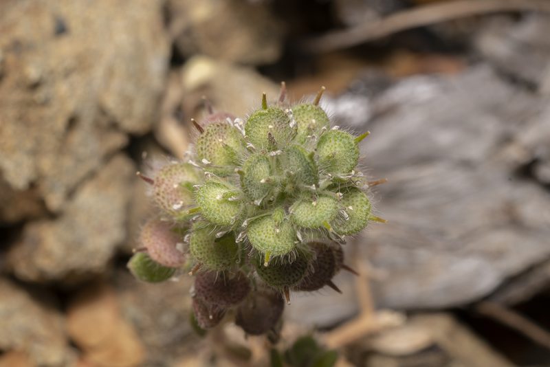 Alyssum pogonocarpum, photographed by Eleftherios Katsillis