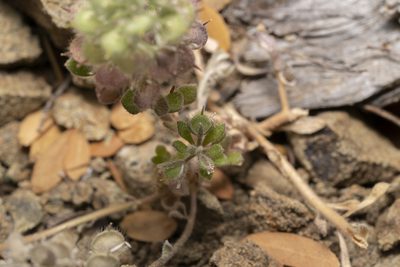 Alyssum pogonocarpum, photographed by Eleftherios Katsillis