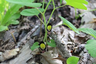 Aristolochia steupii, photographed by Юрий Данилевский (Yuriy Danilevsky)
