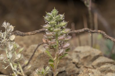 Alyssum pogonocarpum, photographed by Eleftherios Katsillis