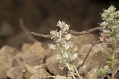 Alyssum pogonocarpum, photographed by Eleftherios Katsillis