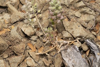 Alyssum pogonocarpum, photographed by Eleftherios Katsillis