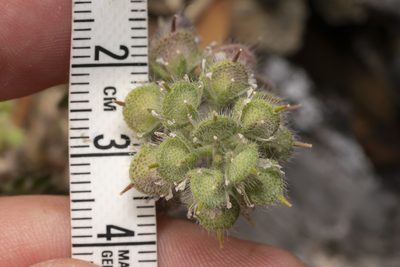 Alyssum pogonocarpum, photographed by Eleftherios Katsillis