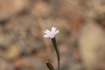 Dianthus quadridentatus, photographed by Eleftherios Katsillis