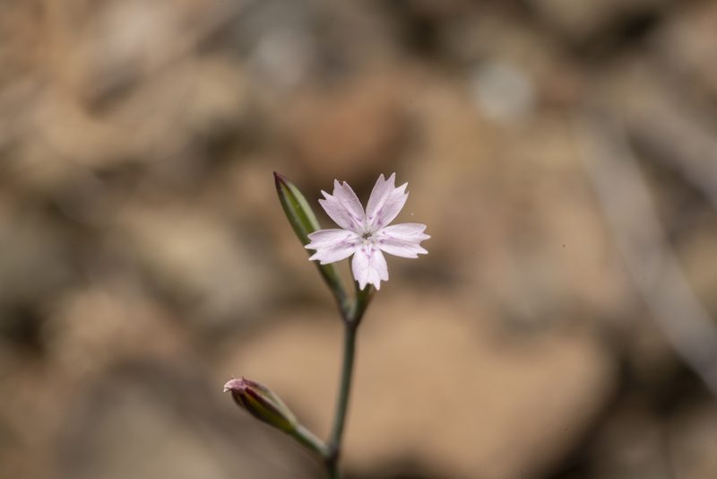 Dianthus quadridentatus, photographed by Eleftherios Katsillis