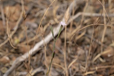 Dianthus quadridentatus, photographed by Eleftherios Katsillis