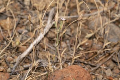 Dianthus quadridentatus, photographed by Eleftherios Katsillis