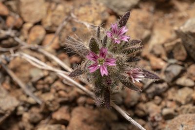 Jordania confertifolia, photographed by Eleftherios Katsillis